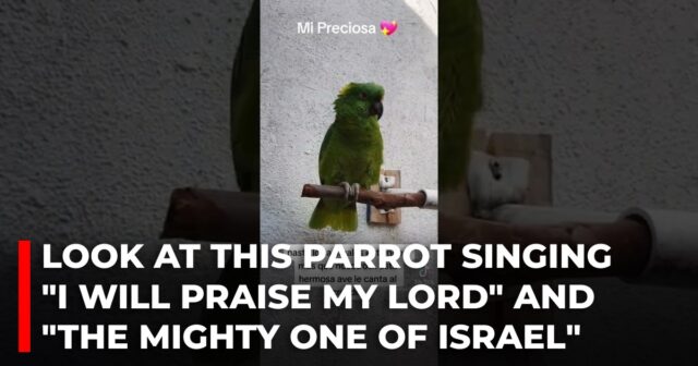 Look at this parrot singing I will praise my Lord and The mighty one of Israel